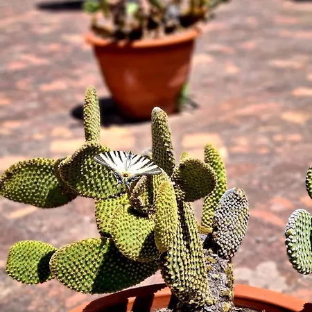 别墅 Etna Panoramic With Swimming Pool *