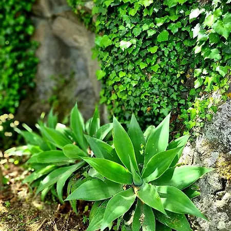 Etna Panoramic With Swimming Pool 别墅 SantʼAlfio