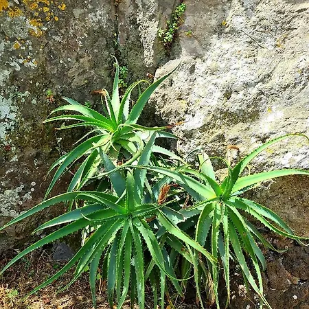 Etna Panoramic With Swimming Pool SantʼAlfio