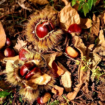 Etna Panoramic With Swimming Pool * SantʼAlfio