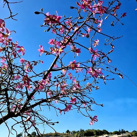 Etna Panoramic With Swimming Pool 别墅